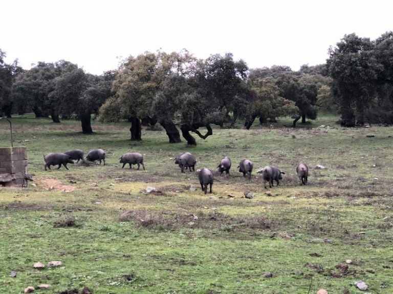 SEÑORÍO DE MONTANERA, EMBUTIDOS IBÉRICOS 10!
